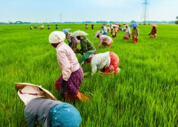 Nigeria To Benefit From $10.54bn Islamic Bank Fund For Agriculture
