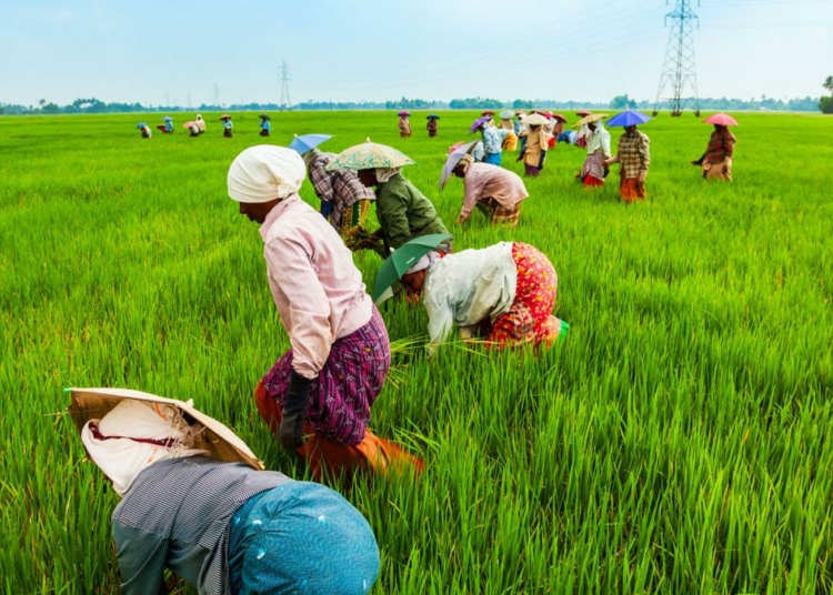 ‘Africa’s Agricultural Output And Hit $1trn Annually By 2030’ 1 RS2085 food agriculture topic