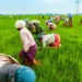 Nigeria To Benefit From $10.54bn Islamic Bank Fund For Agriculture