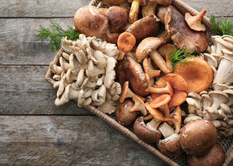 Making Profit From Mushroom Farming (2) 1 different types of mushrooms jpg 1