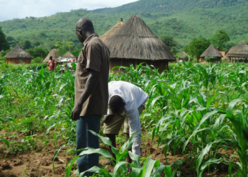 Farmers, Experts Brainstorm On Climate Change In Kaduna