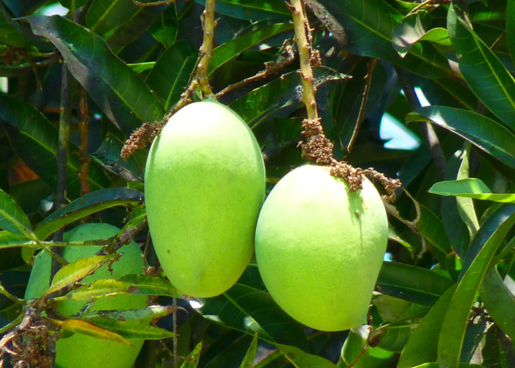How To Increase Finances Through Mango Farming 1 mango farming