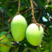 How To Increase Finances Through Mango Farming 5 How To Increase Finances Through Mango Farming