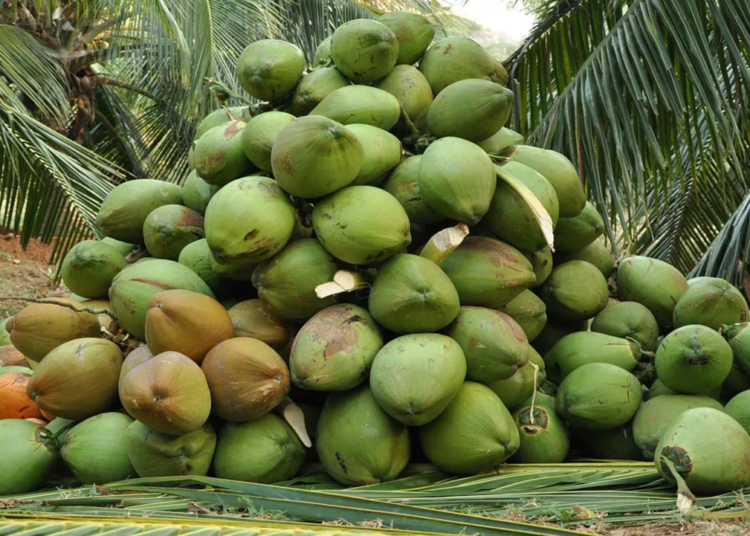 Coconut farmers jpg