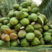 Coconut Farming Has Good Investment Returns 5 Identifying Good Stock For Investment In 2023