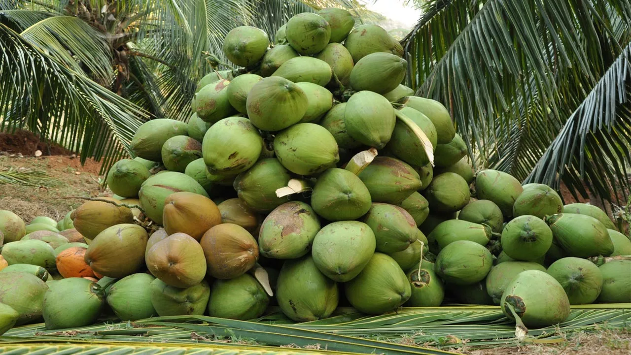 business plan for coconut farming