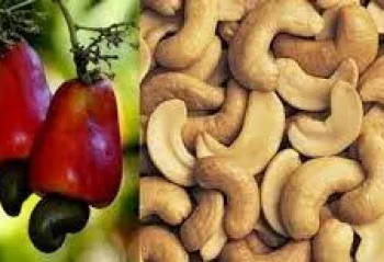 Nigeria Generates $250m From Cashew Nut Exports