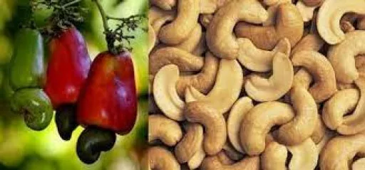 Nigeria Generates $250m From Cashew Nut Exports 1 Dzcs7gmoU1 jpg