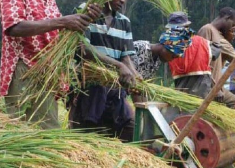 Hadeja-Jama’are River Basin Authority Donates Seeds To Farmers 1 Osinbajo 4