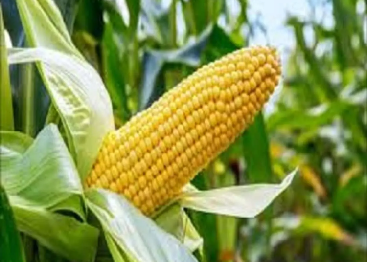 Farmers To Get Drought, Insect-resistant Maize From NABDA 1 TELA maize