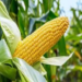 Farmers To Get Drought, Insect-resistant Maize From NABDA