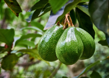 Making A Living From Avacado Pear Farming