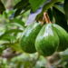 Making A Living From Avacado Pear Farming