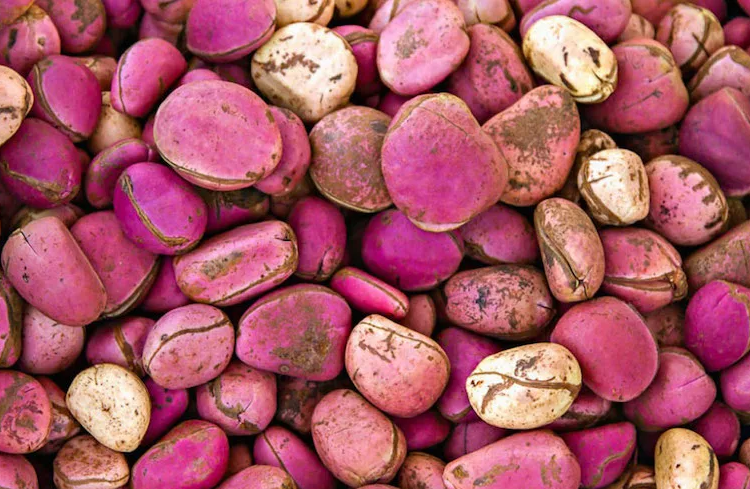 Gaining Financial Independence Through Colanut Farming 1 kolanut cultivation jpg
