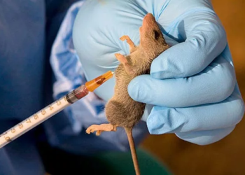 Edo Records 10 New Cases Of Lassa Fever, 8 Deaths