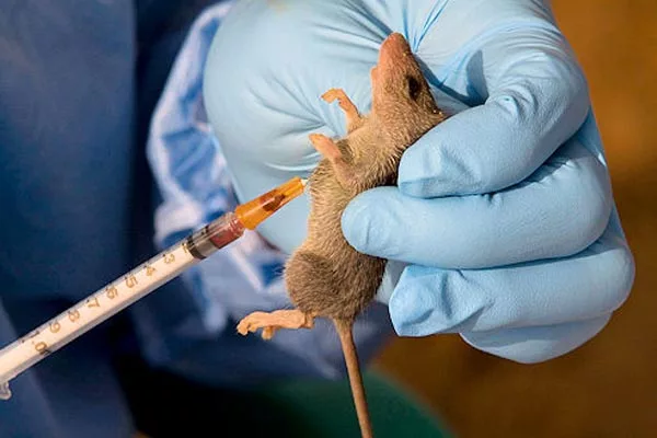 Edo Records 10 New Cases Of Lassa Fever, 8 Deaths 1 lassa fever 1 jpg
