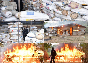 NDLEA Raids Cannabis Warehouses, Arrests 4 Suspects In Edo