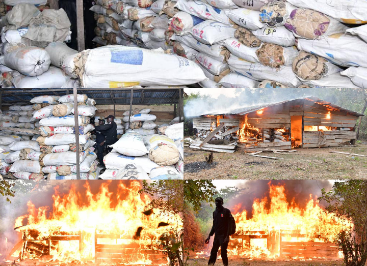 NDLEA Raids Cannabis Warehouses, Arrests 4 Suspects In Edo 1 ndlea
