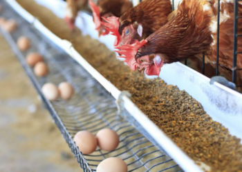 Increasing Finances Through Egg Hatchery Business (2)