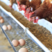 Increasing Finances Through Egg Hatchery Business (2) 5 Increasing Finances Through Egg Hatchery Business (2)