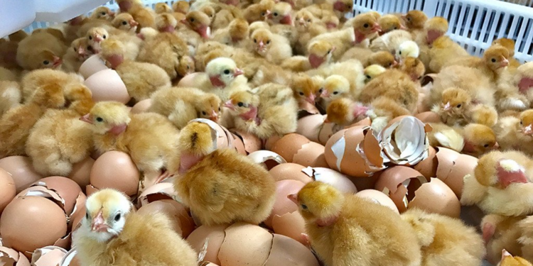 Egg Hatchery Business