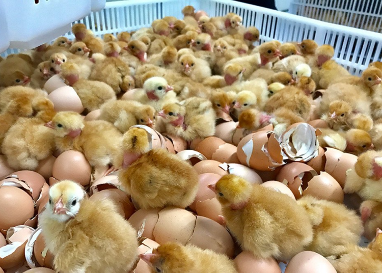 Egg Hatchery Business