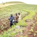 FUOYE Tackles Food Insecurity Embarks On Large-scale Farming
