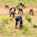 Masari’s Master Plan In Addressing Farmers-Herders Crisis In Katsina