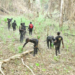 NDLEA Raids Edo Forest, Destroys 7,286kg Of Illegal Drugs