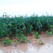 Nigerian Farmers Lose N700bn To 2022 Floods – Report
