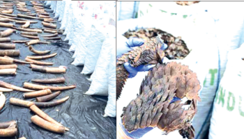 Bill To Tackle Wildlife Trafficking, Protect Endangered Species Passes First Reading 1 Pangolin scales