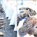 Bill To Tackle Wildlife Trafficking, Protect Endangered Species Passes First Reading