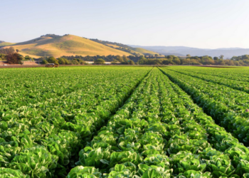 Dry Season Farming: Scarcity Of Naira Notes Compound Issues For Farmers