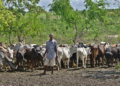 Farmers/Herders’ Clashes: National Confab Recommends Livestock Resources Ministry