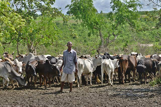 Farmers/Herders’ Clashes: National Confab Recommends Livestock Resources Ministry 1 herders