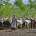Farmers/Herders’ Clashes: National Confab Recommends Livestock Resources Ministry