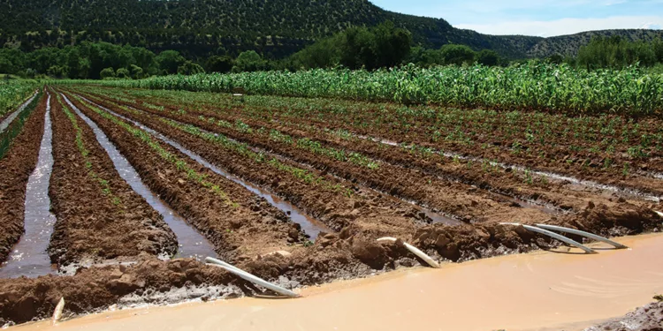 Tinubu Unveils Plans To Modernise Irrigation