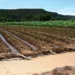 Jigawa Residents Excited Over N17bn Hadejia Irrigation Scheme 5 Jigawa Residents Excited Over N17bn Hadejia Irrigation Scheme