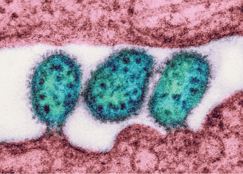 Outbreak Of Lassa Fever