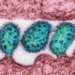 Outbreak Of Lassa Fever
