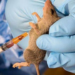 Lassa Fever Kills 85 In 6 Weeks - NCDC 5 Lassa Fever Kills 85 In 6 Weeks – NCDC