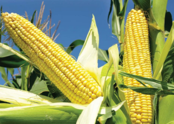 Making Huge Profit From Corn Flour Business