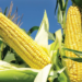 Making Huge Profit From Corn Flour Business