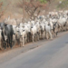 Unmask Killer-herdsmen In Benue Now