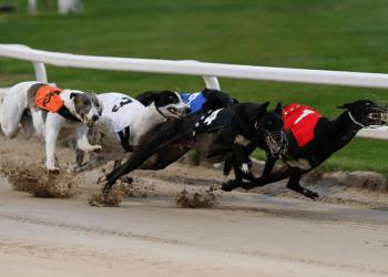 Dog Racing Betting: How Does It Work On ZEbet?