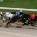 Dog Racing Betting: How Does It Work On ZEbet? 2 Dog Racing Betting: How Does It Work On ZEbet?