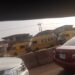 Lagos Residents Stranded As Bus Drivers Protest ‘Extortions’ By MC Oluomo Team