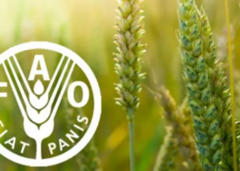 Nigeria Needs To Transform Current Food Systems –FAO