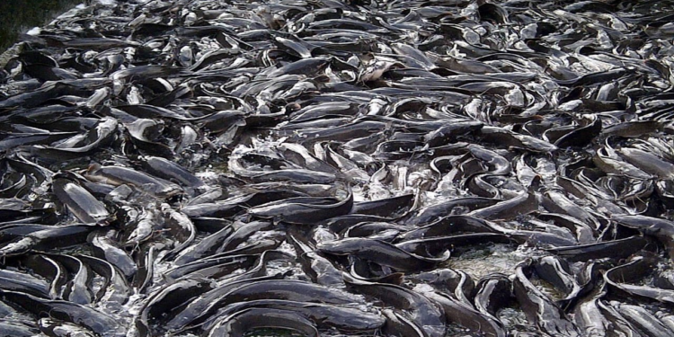 Catfish Farming
