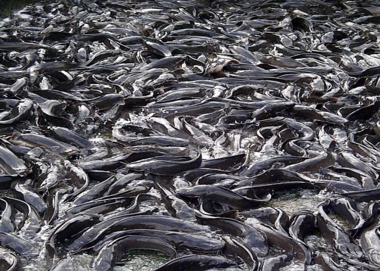 Catfish Farming